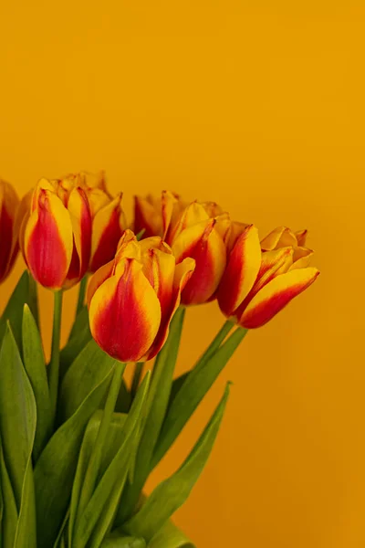 Tulpen Auf Gelbem Hintergrund — Stockfoto