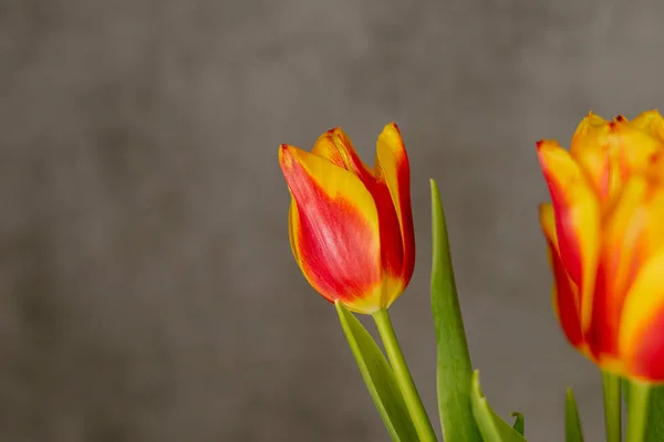 Tulipány Šedém Pozadí — Stock fotografie