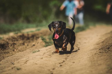 Dachshund köpeği çimlerde