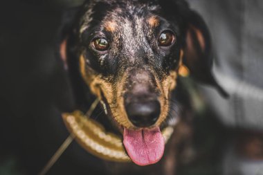 Köpek dachshund, göz ve burun yakın plan.
