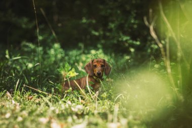 Dachshund köpeği çimlerde