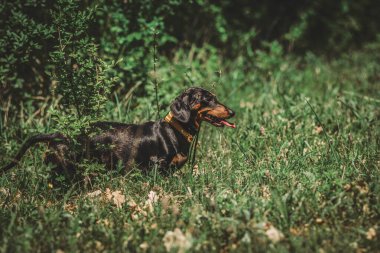 Dachshund köpeği çimlerde
