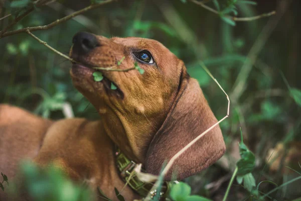 Dachshund Dog Grass — Stock Photo, Image