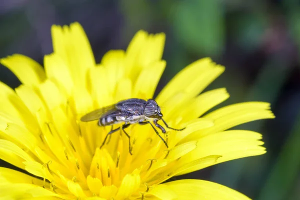 Small Fly on yellow flower — Stock Photo, Image