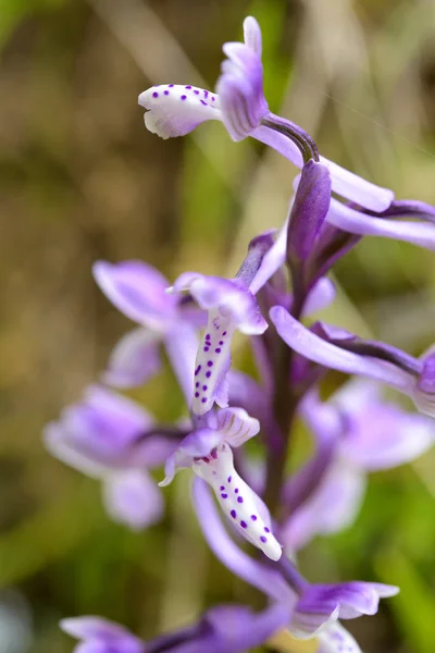 Divoká orchidej Sardinie — Stock fotografie