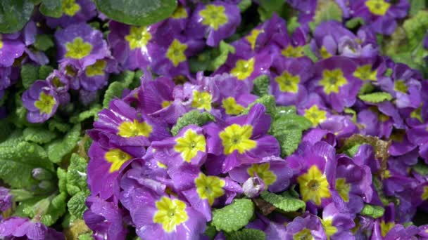 Primroses in Springtime — Stock Video