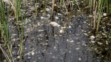 Bataklıklar Typha bitki.