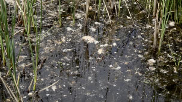 La plante Typha des marais . — Video