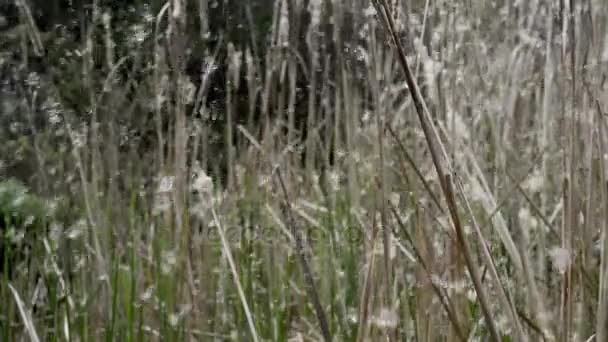 沼地の植物のヒメガマ. — ストック動画