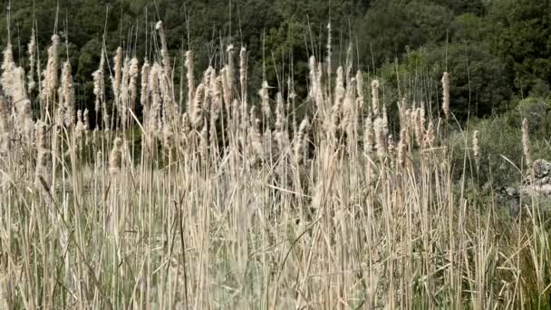 La planta Typha de los pantanos . — Vídeos de Stock