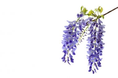 Wisteria flowers floral design element. clipart