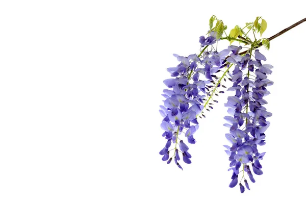 Wisteria flowers floral design element. — Stock Photo, Image