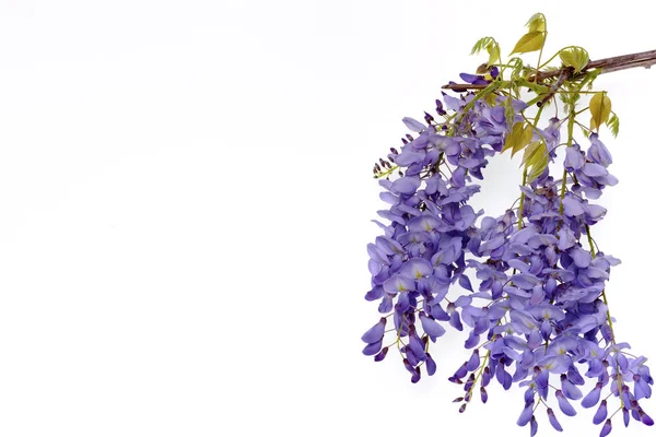 Glicine fiori elemento di design floreale . — Foto Stock