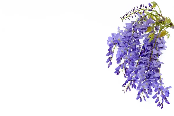 Wisteria blomster blomstret design element . - Stock-foto