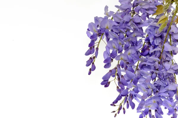 Wisteria çiçek çiçek tasarım öğesi.