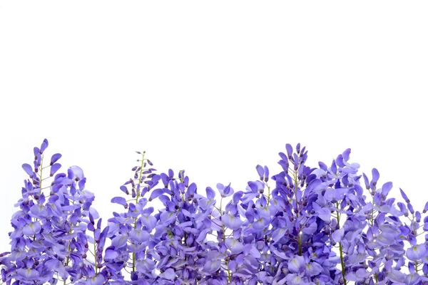 Wisteria çiçek çiçek tasarım öğesi.