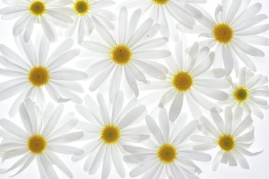 Beyaz arkaplanda papatyalar