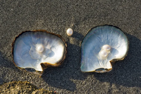 Pink Pearls and Oysters. — Stock Photo, Image