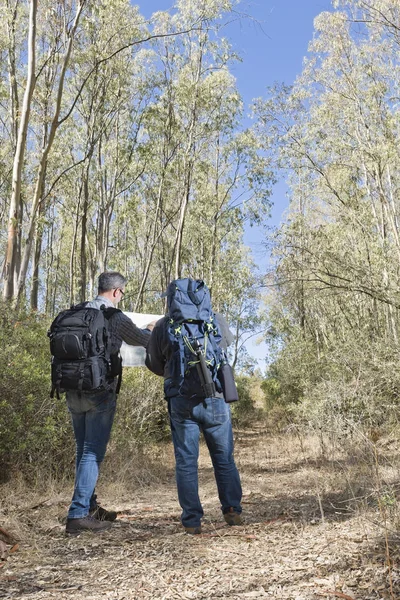 Caminhantes na floresta — Fotografia de Stock