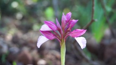 Vahşi kelebek orkide / yay Sardunya olan güneydeki bir ormanda. Bilimsel adı: Anacamptis papilionacea. Orkide kelebek