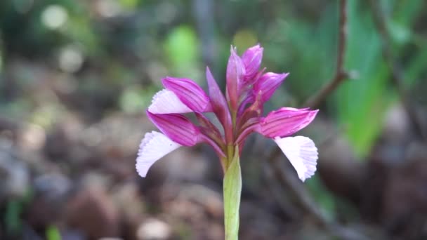 Orquídea Mariposa Salvaje Primavera Bosque Del Sur Cerdeña Nombre Científico — Vídeo de stock