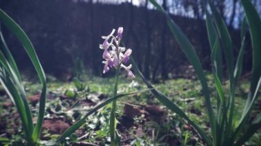 Bahar Sardunya olan güneydeki bir ormanda vahşi beyaz kelebek orkide. Bilimsel adı: Anacamptis papilionacea.
