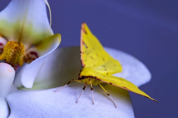 Farfalla gialla sta posando su un'orchidea . — Foto Stock