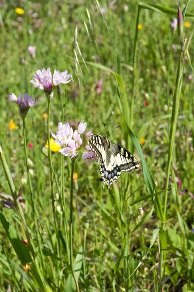 Macaone butterfly resting on a flower of wild onion. Sardinia, M — Stock Photo, Image