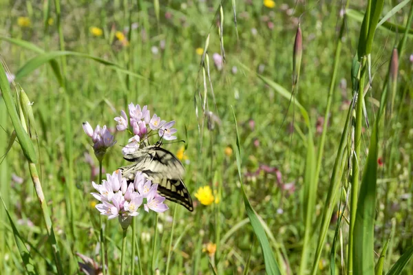 Macaone butterfly resting on a flower of wild onion. Sardinia, M — Stock Photo, Image