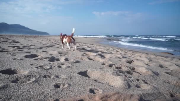 Perro Corre Por Playa Jugando Fondo Pescador Cerdeña Suroeste — Vídeos de Stock