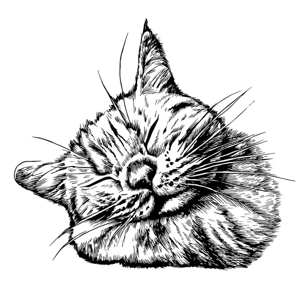Uyuyan kedi el çizimi vektör çizimi