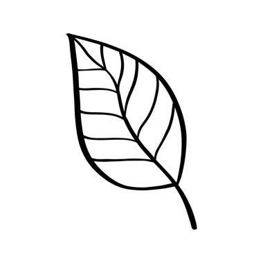 Doodle tarzı tropikal yaprak. Soyut orman. Ağaç süsleme. Vektör, botanik koleksiyonu. Orman yaprakları çizimi. Renkli arka plan. Yaz kartı tasarımı.