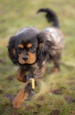 Çimen üzerinde spanyel köpek