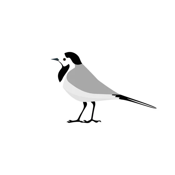 Wagtail Small Bird Vector Illustration — Stock vektor