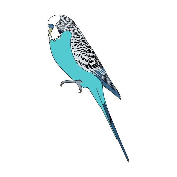 Budgie. Hand drawing. Vector illustration. — Stock Illustration Budgie Hand Drawing Vector Illustration Royalty Free Stock Vectors
