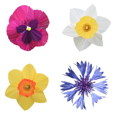 Çokgen nergis (Narcissus), viyola, çiçek (Centaurea cyanus), çokgen çiçek, izole vektör çizimi.