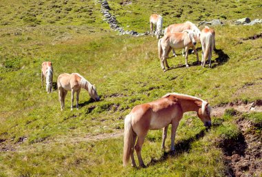 Atlar dağlarda otlar.