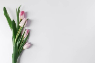 Beyaz arka planda pembe laleler