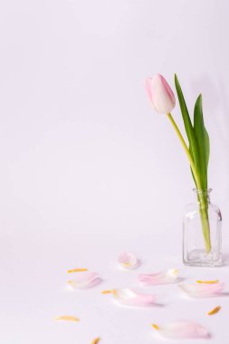 Beyaz arka planda vazoda pembe laleler ve düşmüş yapraklar.