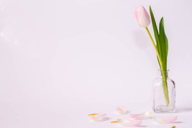 Beyaz arka planda vazoda pembe laleler ve düşmüş yapraklar.