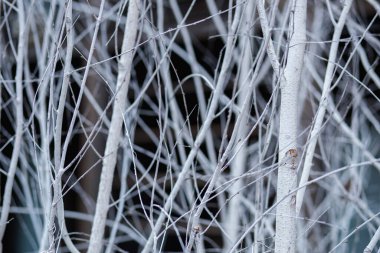 Toprakla kaplı beyaz dallar