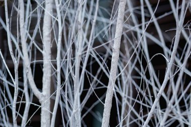 Toprakla kaplı beyaz dallar