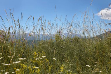 Dağların ve mavi gökyüzünün arka planında çayır çiçekleri olan yüksek yeşil çimenler..
