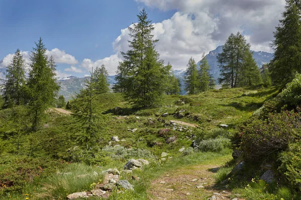 Ο δρόμος που οδηγεί στα βουνά. Ένα μονοπάτι ανάμεσα σε δέντρα και μεγάλες πλακόστρωτες πέτρες. — Φωτογραφία Αρχείου