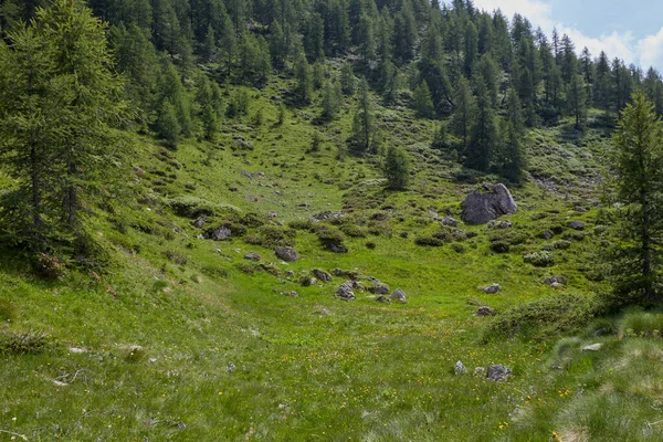 Wysokie zbocze pokryte zielenią i drzewami. Świetne ciche miejsce. — Zdjęcie stockowe