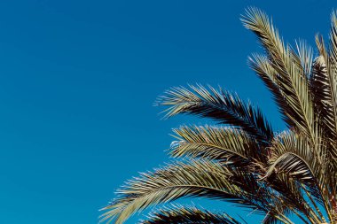 Palmiye dallarının sağ alt köşesinde. Sol üst köşede kopyalama alanı.