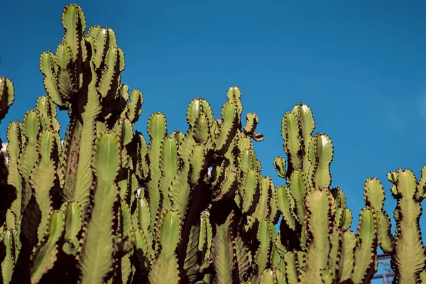Densely planted prickly cacti in the wild. A desert plant. — Stock Photo, Image