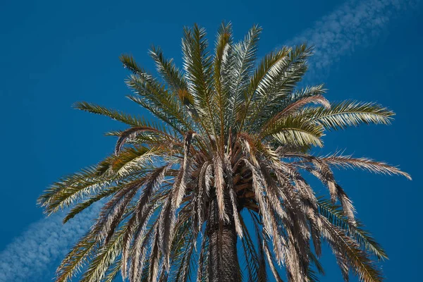 Velká hromada palmových listů. Vysoká dlaň na pozadí oblohy. Koncept dovolených v teplejších končinách — Stock fotografie