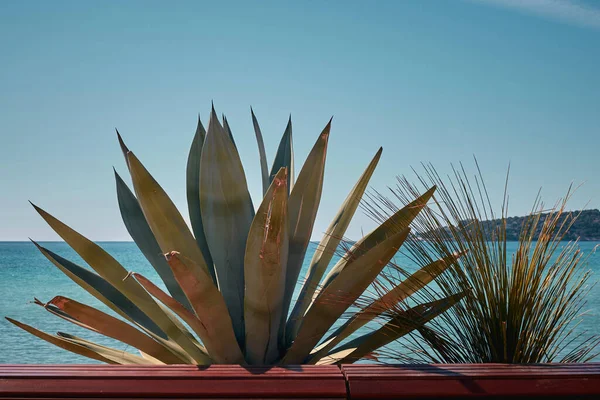 Suculentas muito grandes, aloés na natureza. No fundo do mar e do horizonte . — Fotografia de Stock