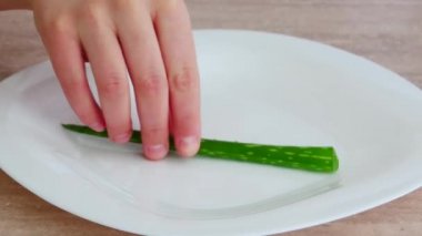Aloe vera yaprakları koyuyor.